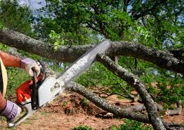 How Our Tree Care Process Works  in  Wrightsville, PA